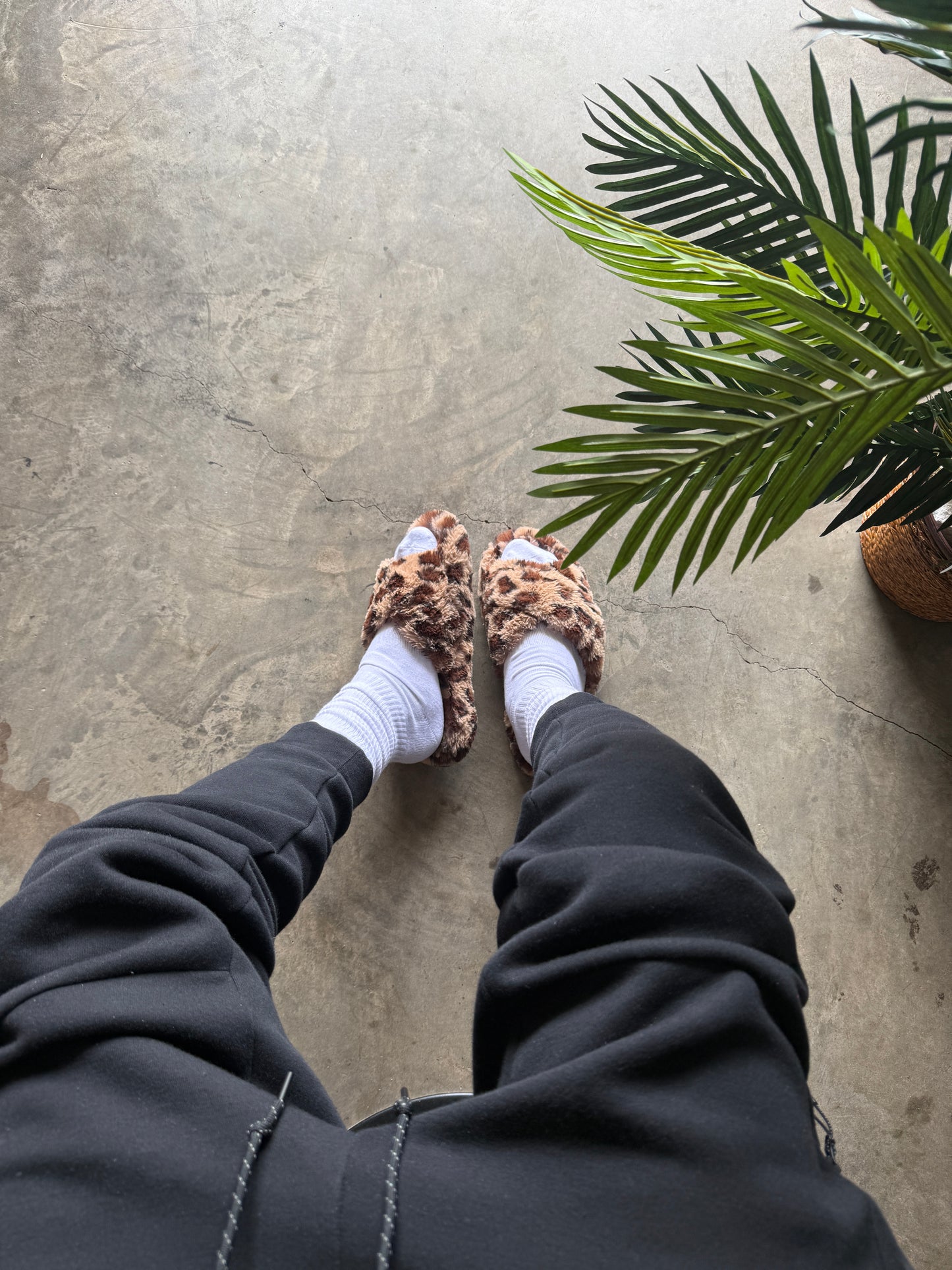 Cheetah slides